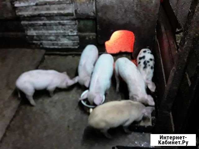 Поросята Большие Ключищи - изображение 1