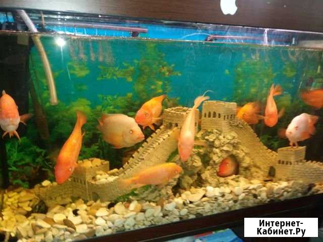 Рыбы Фрязино - изображение 1