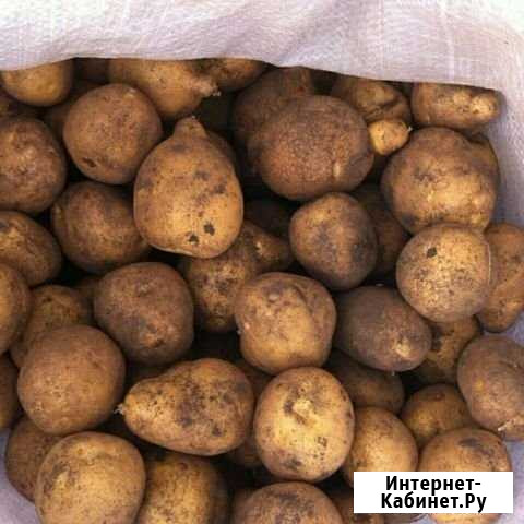 Картофель свежий Набережные Челны - изображение 1