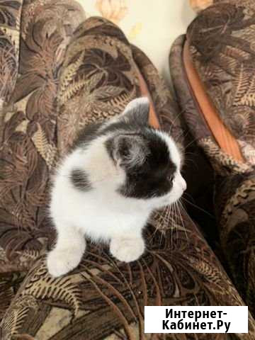 Котенок Орёл - изображение 1