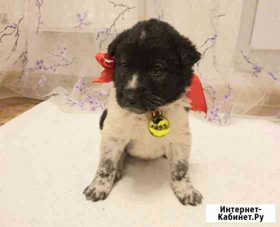 Щенки дворяне 1мес Киров