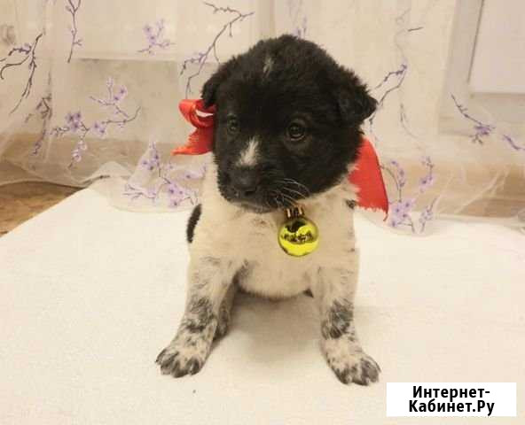 Щенки дворяне 1мес Киров - изображение 1