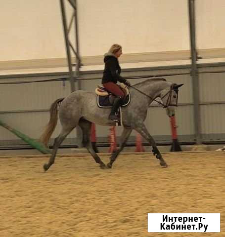 Мерин 2014г, 168 в/х Москва - изображение 1
