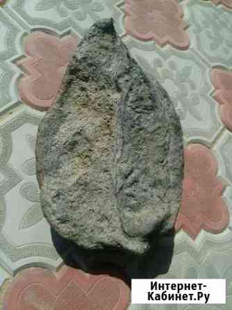 Окаменелость зуб Нижний Новгород