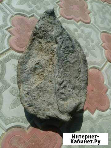 Окаменелость зуб Нижний Новгород - изображение 1