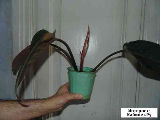 Крупные филодендроны Барнаул