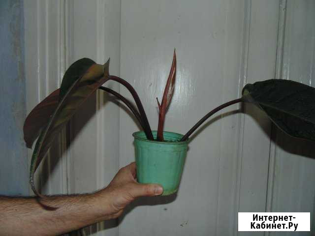 Крупные филодендроны Барнаул - изображение 1