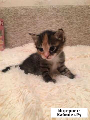 Котята Туймазы - изображение 1