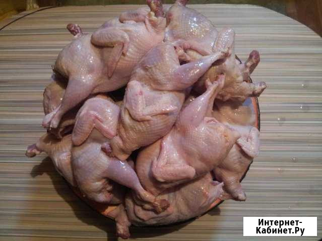 Мясо перепелов Краснодар - изображение 1