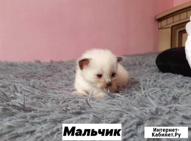 Шотландцы Агой - изображение 1