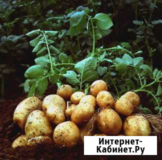 Картофель.Доставка бесплатно Бийск - изображение 1