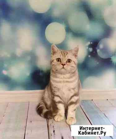 Британская красавица Ульяновск