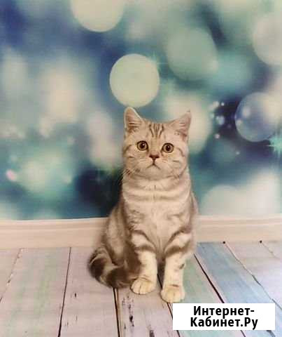 Британская красавица Ульяновск - изображение 1