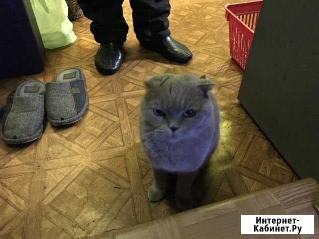 Отдам в добрые руки Альметьевск - изображение 1