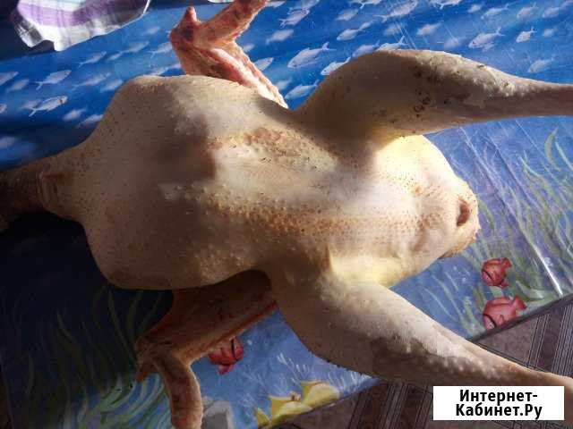 Индюки Тбилисская - изображение 1