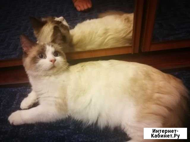 Котёнок Невский маскарадный Одинцово - изображение 1