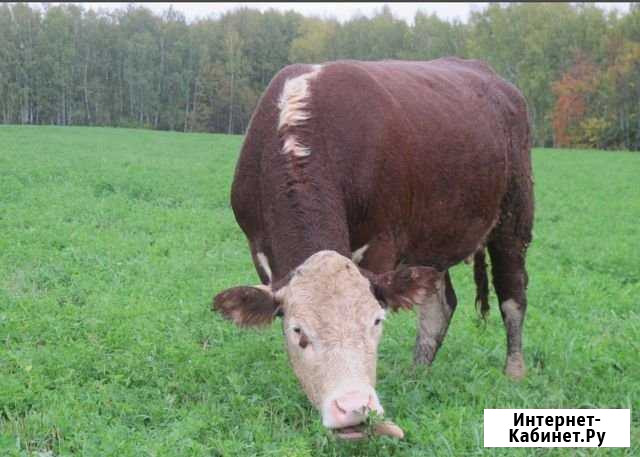Продам коров породы Герефорд Пермь - изображение 1