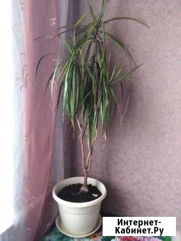 Драцена Курск - изображение 1