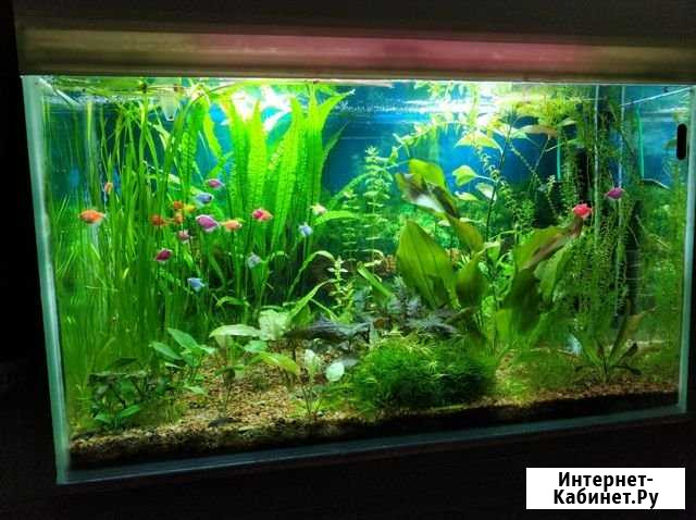 Рыбки GloFish Орёл - изображение 1