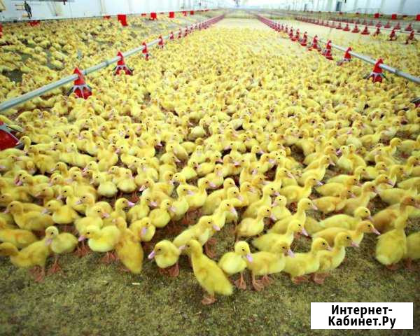 Ищу партнера/инвестора в ферму при базе отдыха Москва - изображение 1