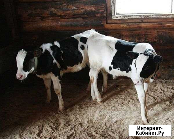 Бычки Елабуга - изображение 1