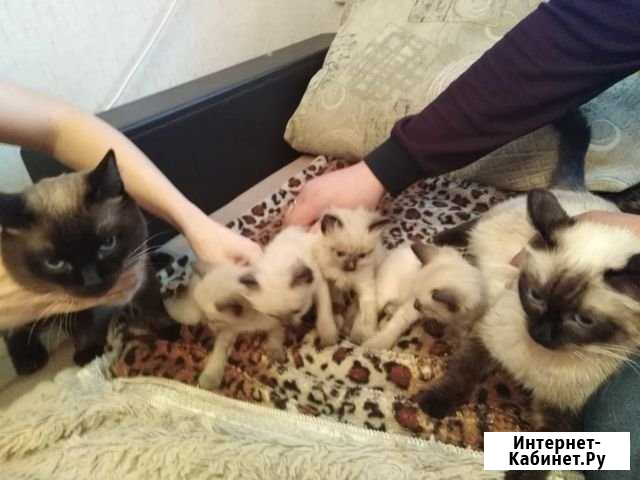 Сиамские котята Анжеро-Судженск - изображение 1