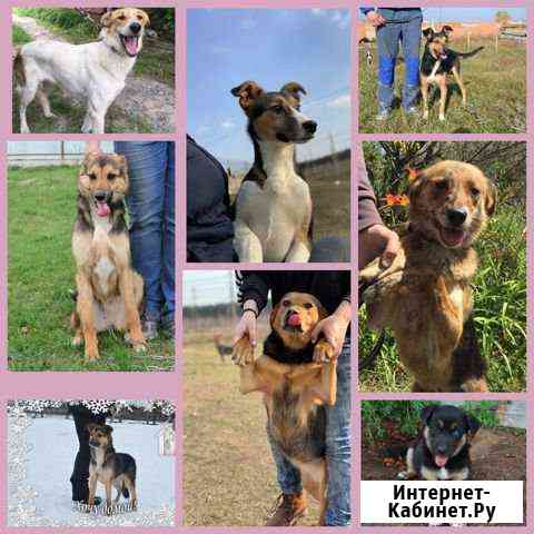 Собаки в хорошие руки с бесплатной доставкой Старый Оскол