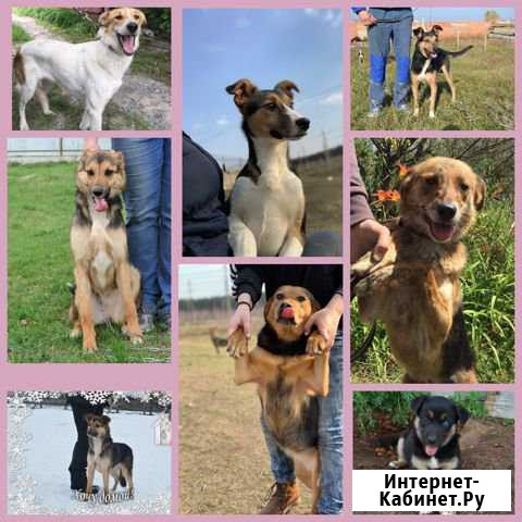 Собаки в хорошие руки с бесплатной доставкой Старый Оскол - изображение 1