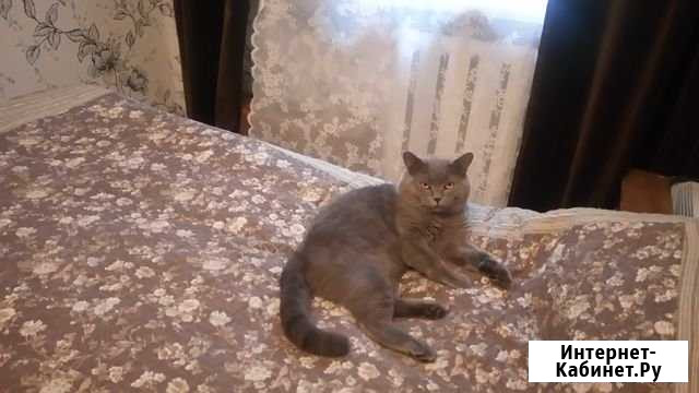 Вязка. Кот Нижнекамск - изображение 1