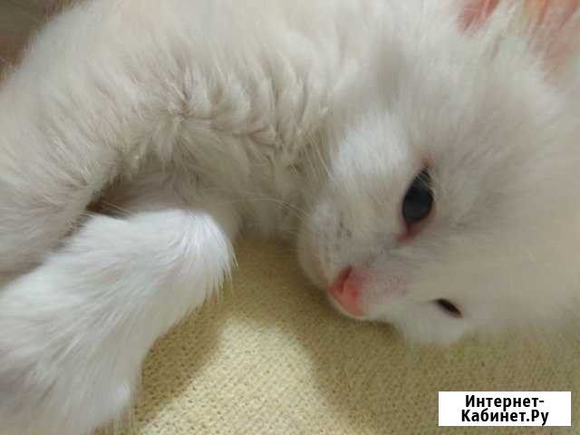 Котята от турецкой ангорки(бесплатно) Каневская - изображение 1