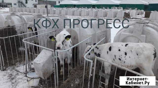 Телята бычки Гуково - изображение 1