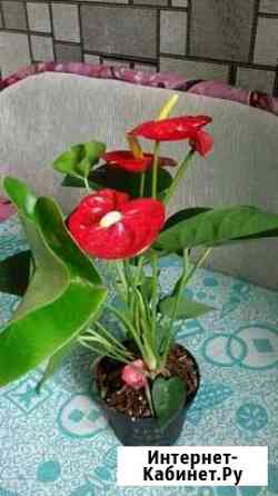 Антуриум(мужское счастье) Новосибирск