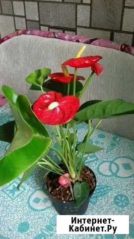 Антуриум(мужское счастье) Новосибирск - изображение 1