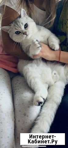 Котик на вязку Мичуринск - изображение 1