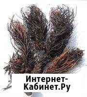 Красная щетка Краснодар