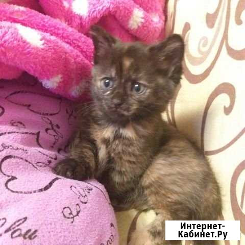 Котята Когалым - изображение 1