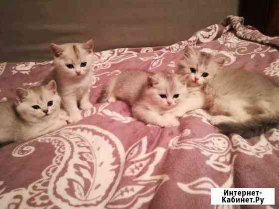 Котята Химки