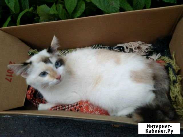 Кошечка Златоуст - изображение 1