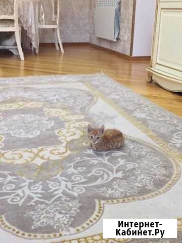 Котёнок Каспийск - изображение 1