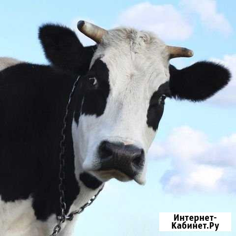 Корова Иваново - изображение 1