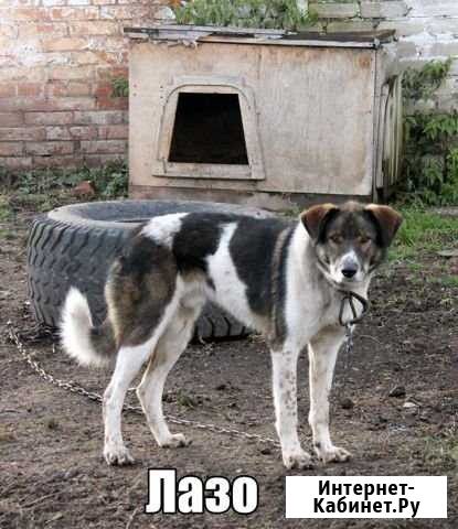 Лазо Томск - изображение 1