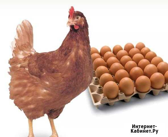 Инкубац. яйцо несушки Ломан Браун Фряново - изображение 1