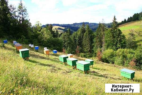 Продам ульи Сызрань - изображение 1