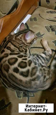 Котёнок Курск - изображение 1