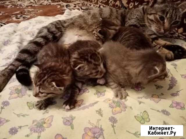 Отдам котят Старица - изображение 1