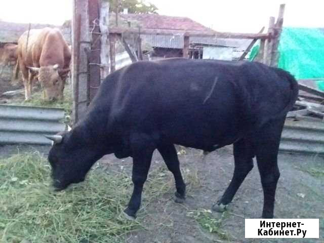 Быки Карджин - изображение 1