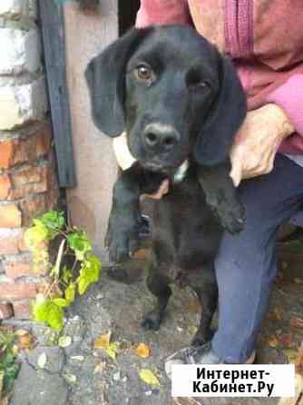 Щенок с доставкой в хорошие руки Старый Оскол