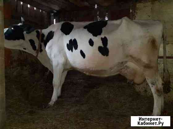 Продам коров 8 штук Ставрополь
