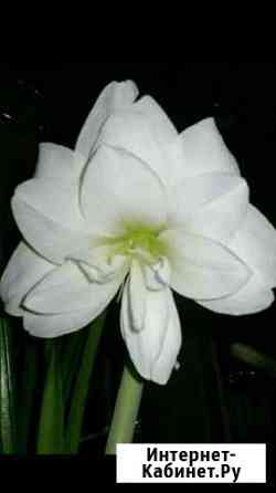 Гиппераструмы сортовые детки Курск