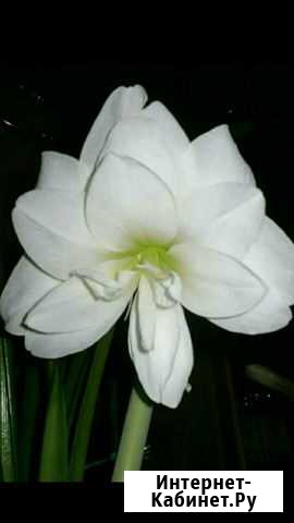 Гиппераструмы сортовые детки Курск - изображение 1